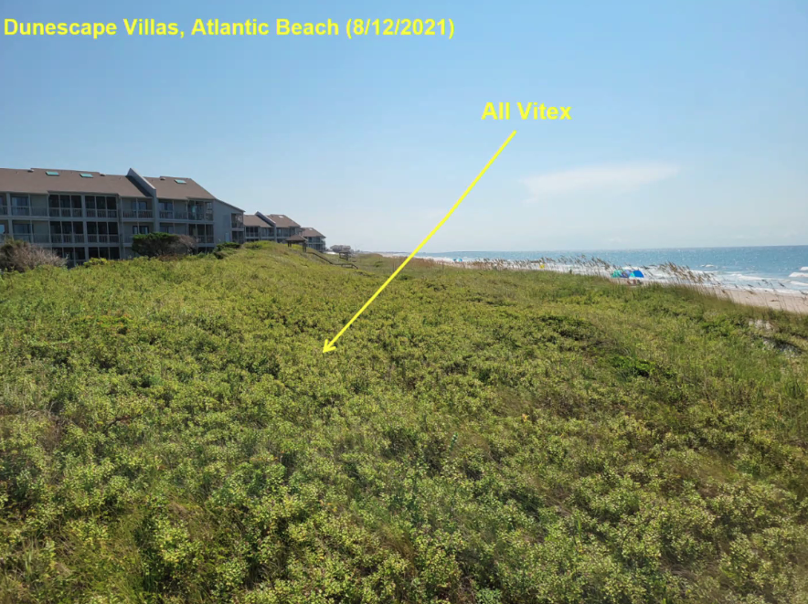Carteret shore officials to seek advice on invasive plant eradication